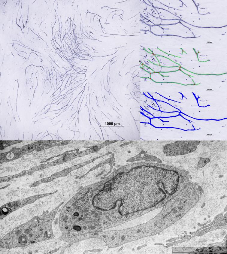 AR in der Veterinär-Anatomie